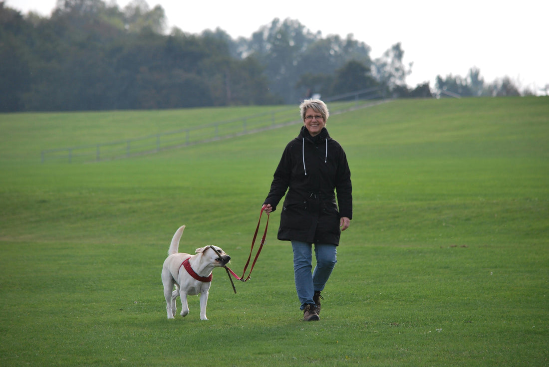 The Complete Guide to Walking Your Dog Safely and Comfortably (leashes, harnesses, poo bags)