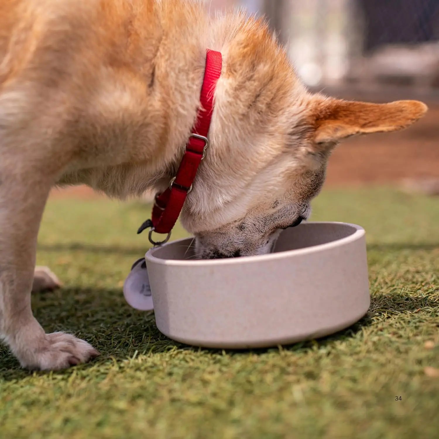 Eco-Friendly Bamboo Pet Bowl – Dishwasher Safe Dog & Cat Bowl (Medium, Oat-Beige) - DOGGY DEN